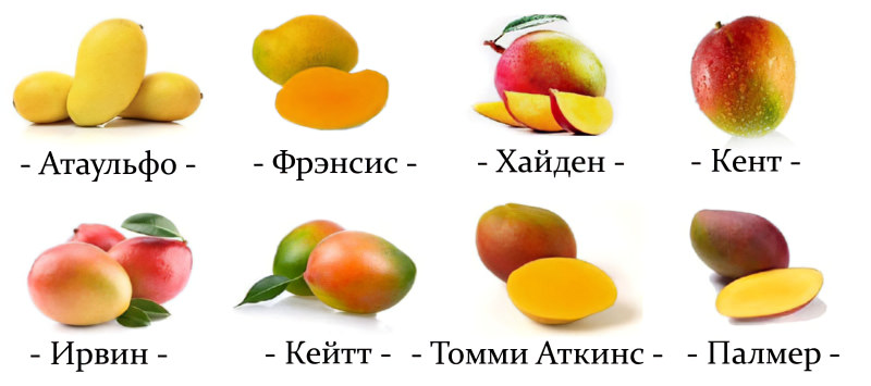 Сорта манго Сорта манго