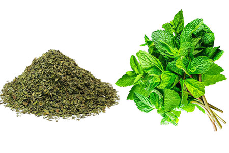 Мята перечная Мята перечная