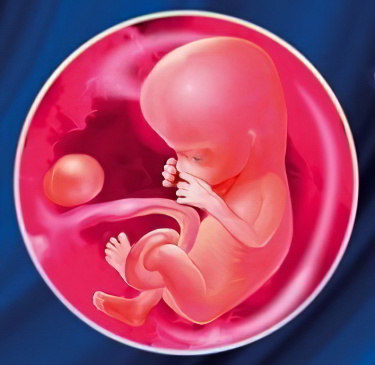 13 неделя беременности 13 неделя беременности