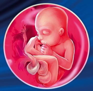 Развитие плода Развитие плода