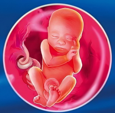 23 неделя беременности 23 неделя беременности