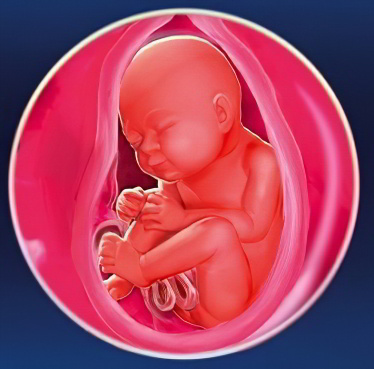 32 неделя беременности 32 неделя беременности