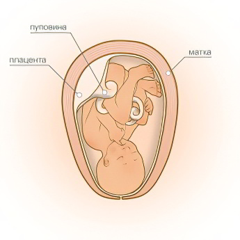 41 неделя беременности 41 неделя беременности