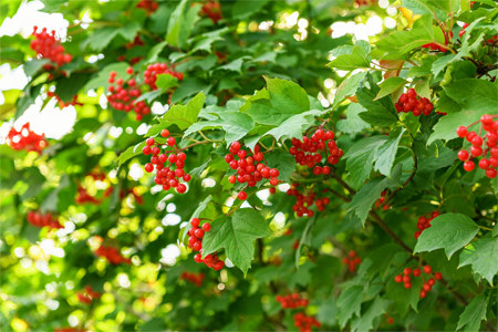 Особенности выращивания Особенности выращивания