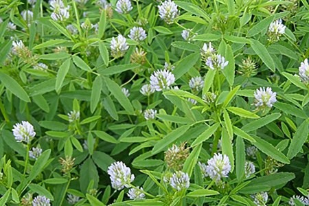 Пажитник Пажитник