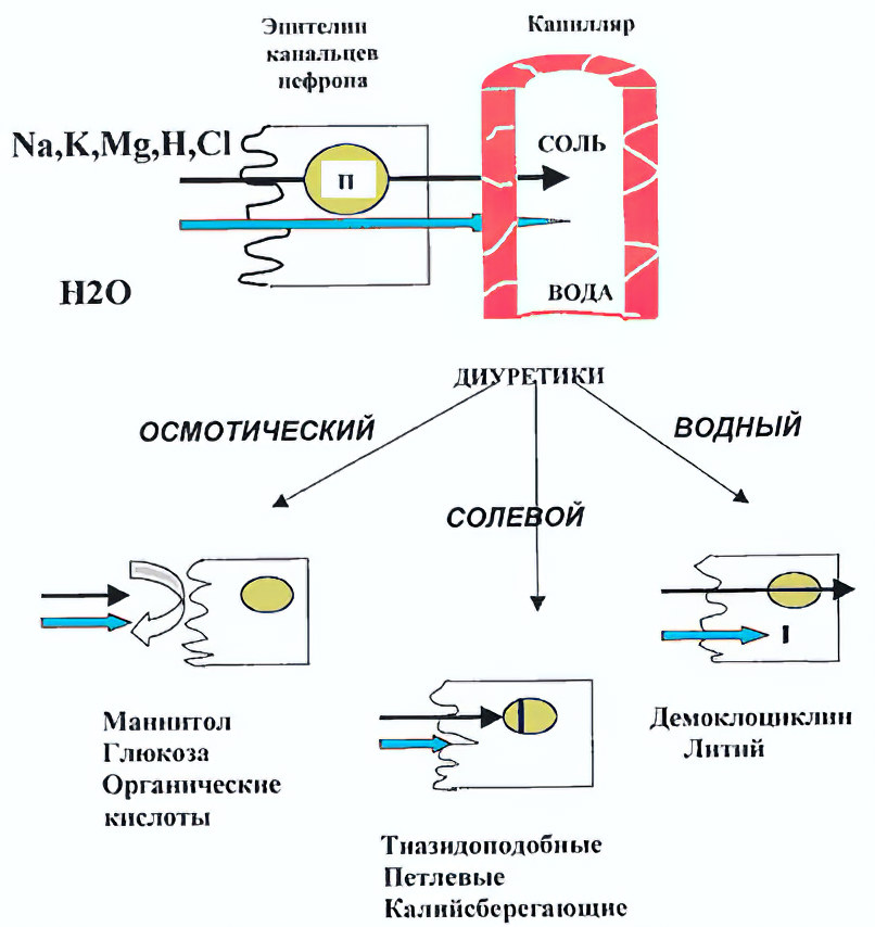 Петлевые диуретики Петлевые диуретики