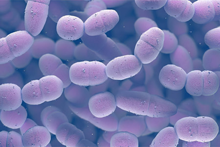 Пневмококк Пневмококк