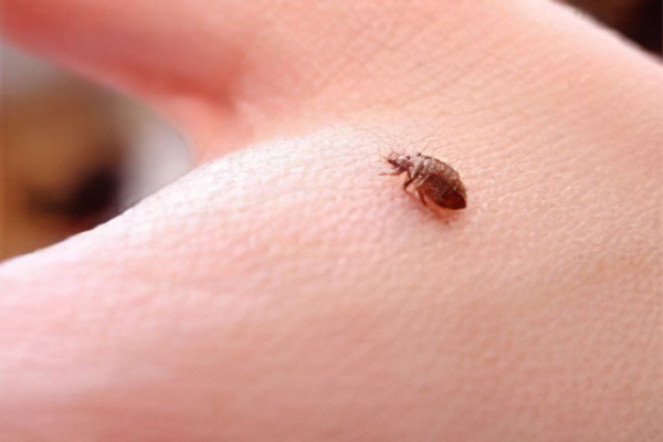 Почему клопы кусают не всех Почему клопы кусают не всех