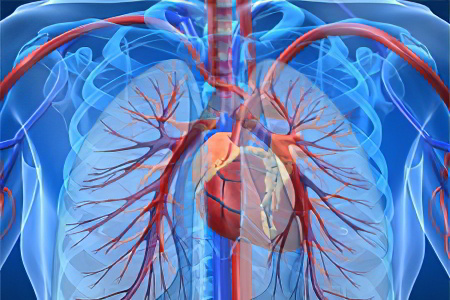Почему развивается гиперволемия Почему развивается гиперволемия
