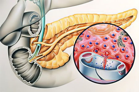 Функции пищеварительных ферментов поджелудочной железы Функции пищеварительных ферментов поджелудочной железы