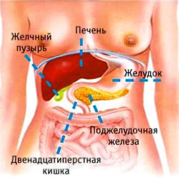 Где находится поджелудочная железа у человека Где находится поджелудочная железа у человека