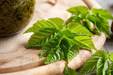 Применение сныти в косметологии Применение сныти в косметологии