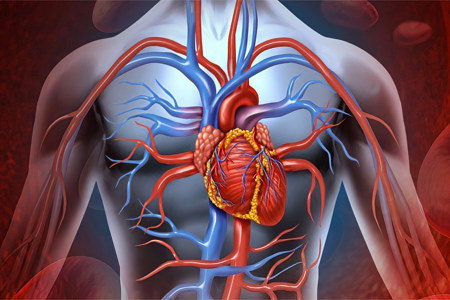Поражение сердечно-сосудистой системы Поражение сердечно-сосудистой системы