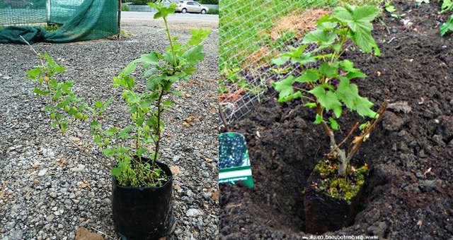 Посадка саженцев крыжовника Посадка саженцев крыжовника