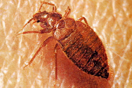 Постельные клопы Постельные клопы