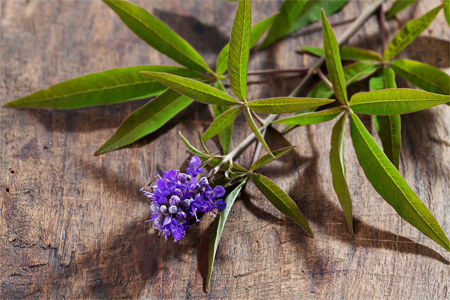 Применение витекса Применение витекса