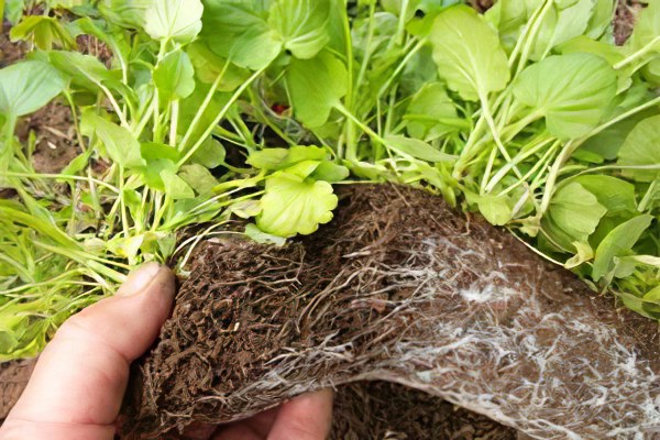 Размножение Размножение