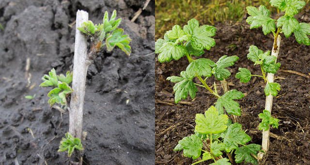 Размножение крыжовника Размножение крыжовника