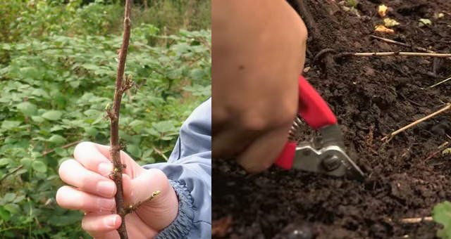 Размножение крыжовника черенками Размножение крыжовника черенками