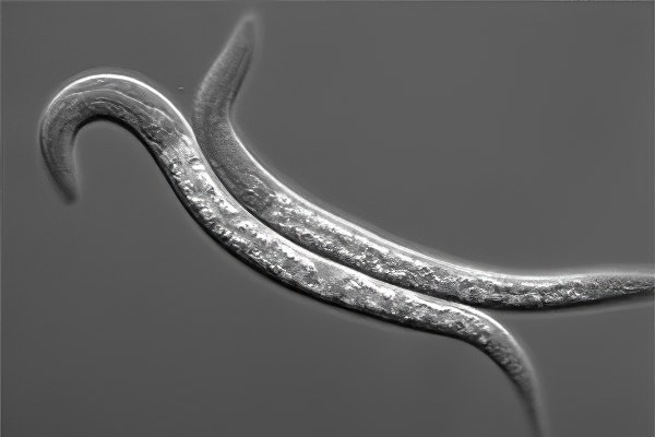 Развитие личинок Развитие личинок