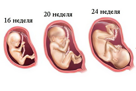 Развитие плода во втором триместре Развитие плода во втором триместре