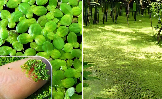 Слева - ряска вблизи, справа - скопление на воде Слева - ряска вблизи, справа - скопление на воде