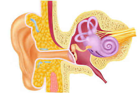 Как уши самоочищаются от серы Как уши самоочищаются от серы