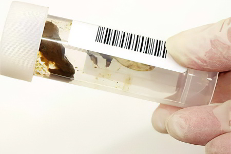 Сбор кала на яйца глист Сбор кала на яйца глист