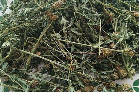 Сбор и хранение кровохлёбки Сбор и хранение кровохлёбки