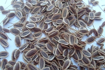 Семена сельдерея Семена сельдерея