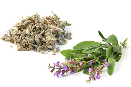 Шалфей Шалфей