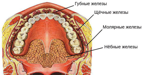Симптомы сиалоаденита Симптомы сиалоаденита