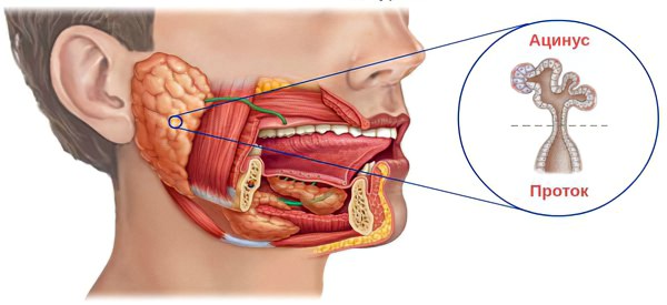 Стадии сиалоаденита Стадии сиалоаденита