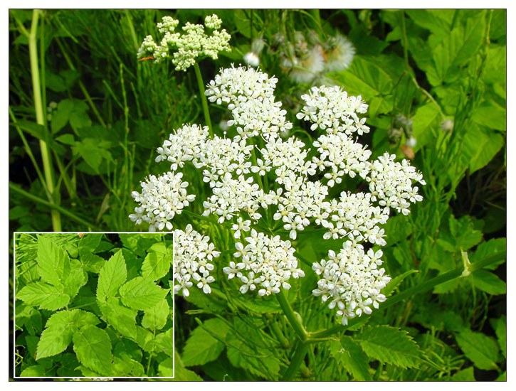 Сныть Сныть