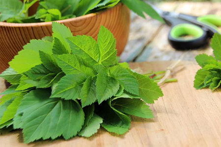 Использование сныти в народной медицине Использование сныти в народной медицине