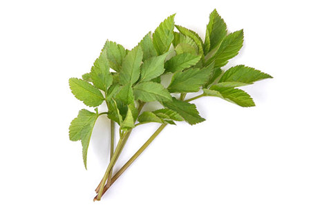 Содержание биофлавоноидов Содержание биофлавоноидов