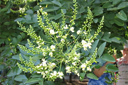 Софора японская Софора японская