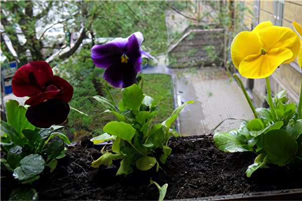 Советы по выращиванию Советы по выращиванию