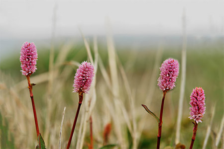 Состав и свойства кровохлёбки Состав и свойства кровохлёбки