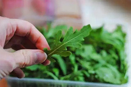 Руккола Руккола