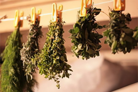 Травы для лечения Травы для лечения