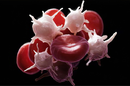 Тромбоциты Тромбоциты