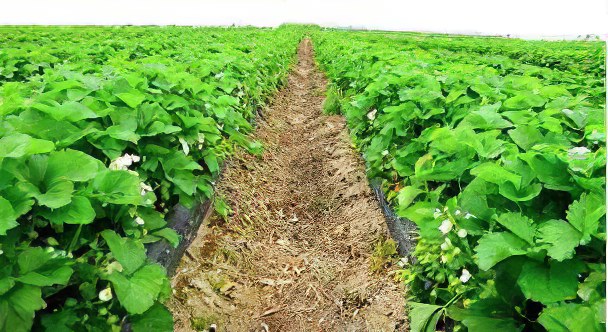 Выращивание клубник Выращивание клубник