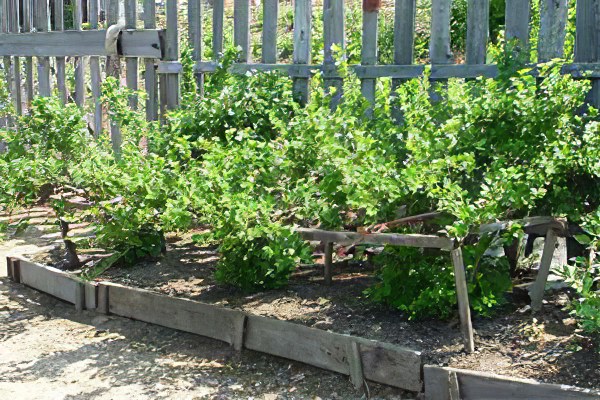 Выращивание крыжовника Выращивание крыжовника