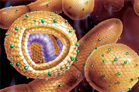 Вирусный гепатит G Вирусный гепатит G