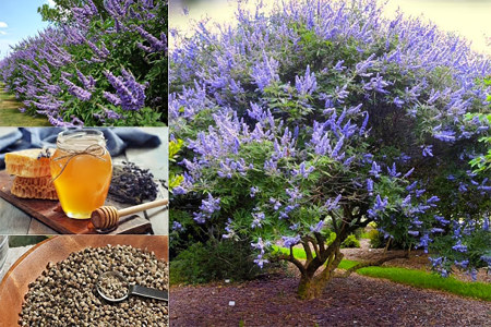 Оздоравливает репродуктивную систему женщины Оздоравливает репродуктивную систему женщины