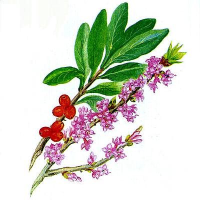 волчьего лыка волчьего лыка