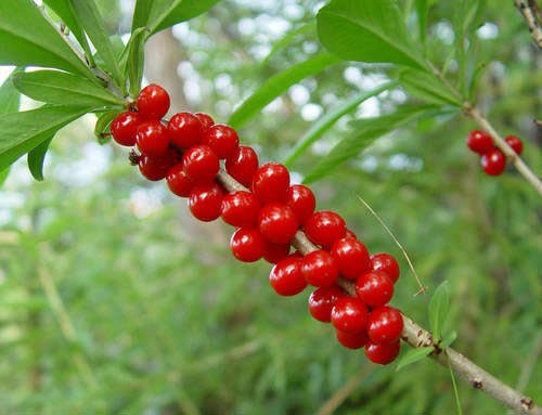 волчеягодник волчеягодник