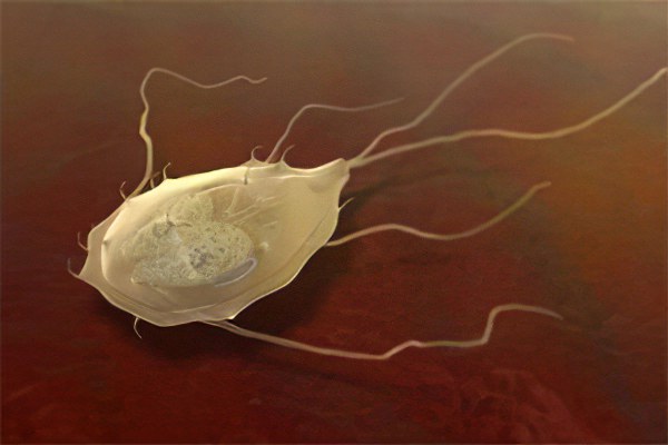 Возбудители паразитарных заболеваний Возбудители паразитарных заболеваний