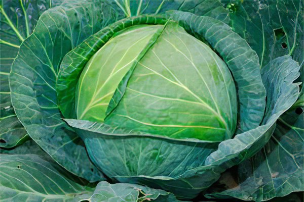 Вред капусты Вред капусты